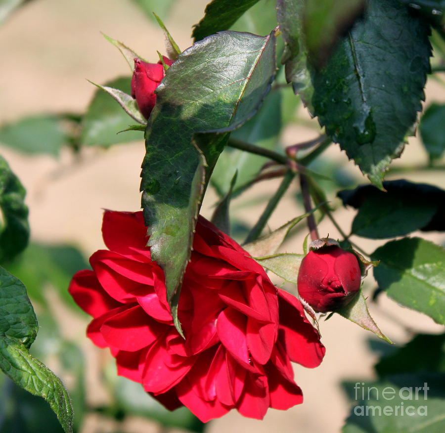Nature Photograph - Red Rose 2 by Erica Hanel