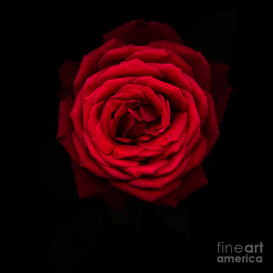 Red rose 2 Photograph by Oscar Gutierrez