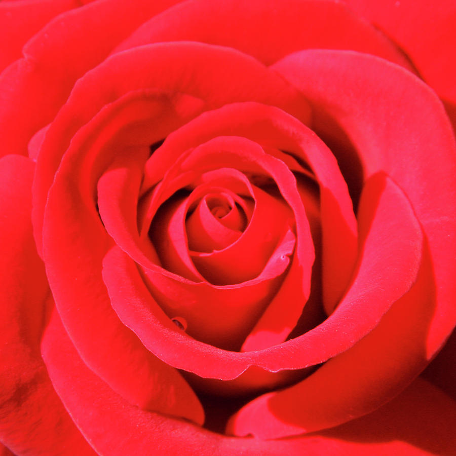 Red Rose 24 x 24 Photograph by James Knight