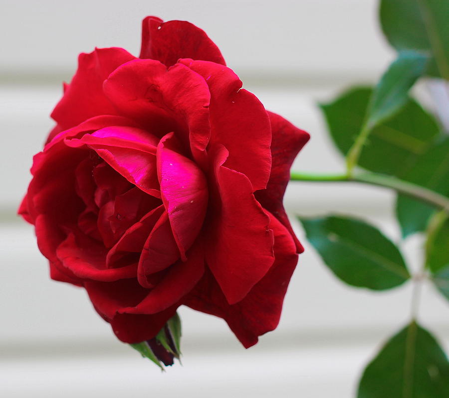 Rose Photograph - Red Rose 3 by Cathy Lindsey