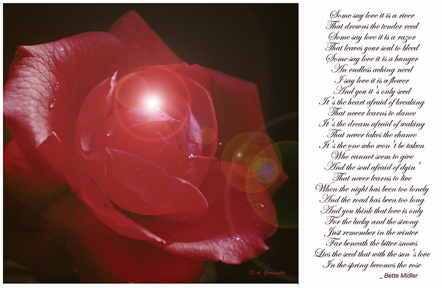 Red Rose Photograph by A Macarthur Gurmankin