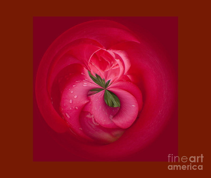 Red Rose Abstract Photograph
