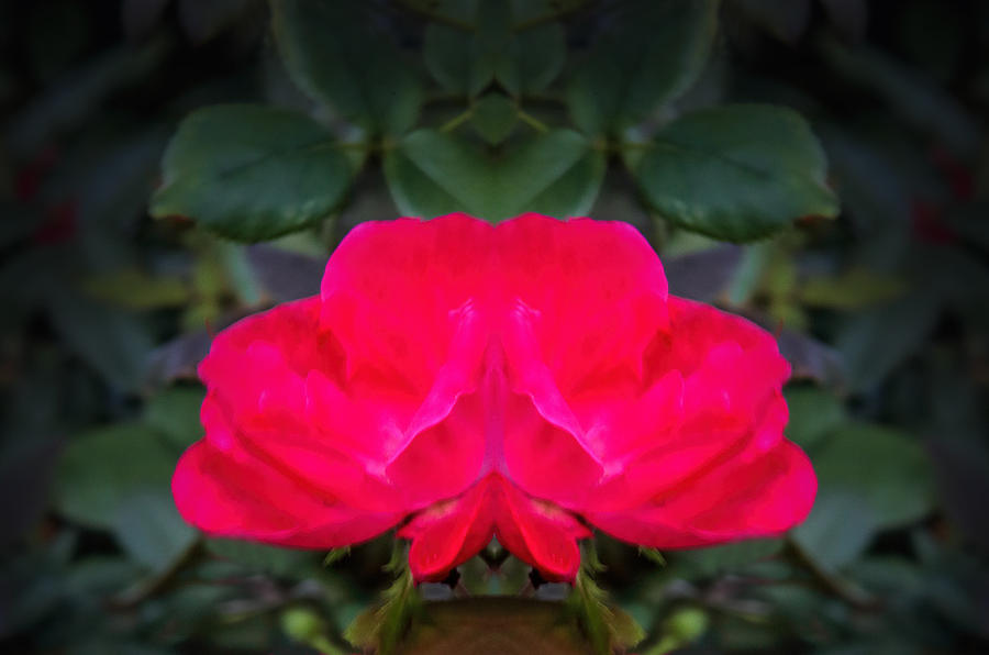Red Rose Abstract Photograph by Linda Phelps