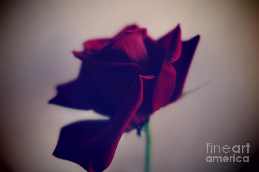 Red Rose Abstract Photograph by Tara  Shalton