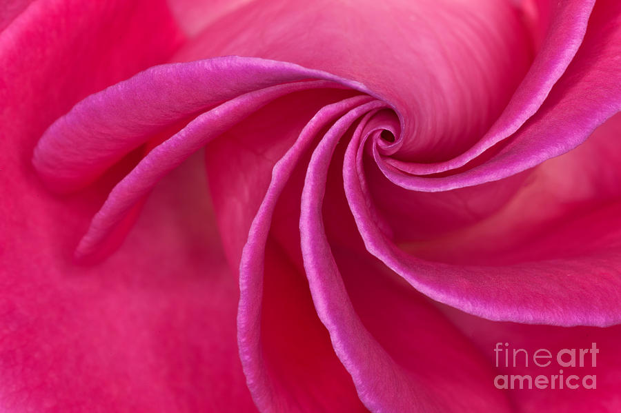 Abstract Photograph - Red Rose by Adam Jones