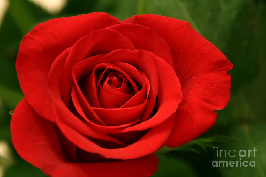 Red Rose Photograph by LR Photography