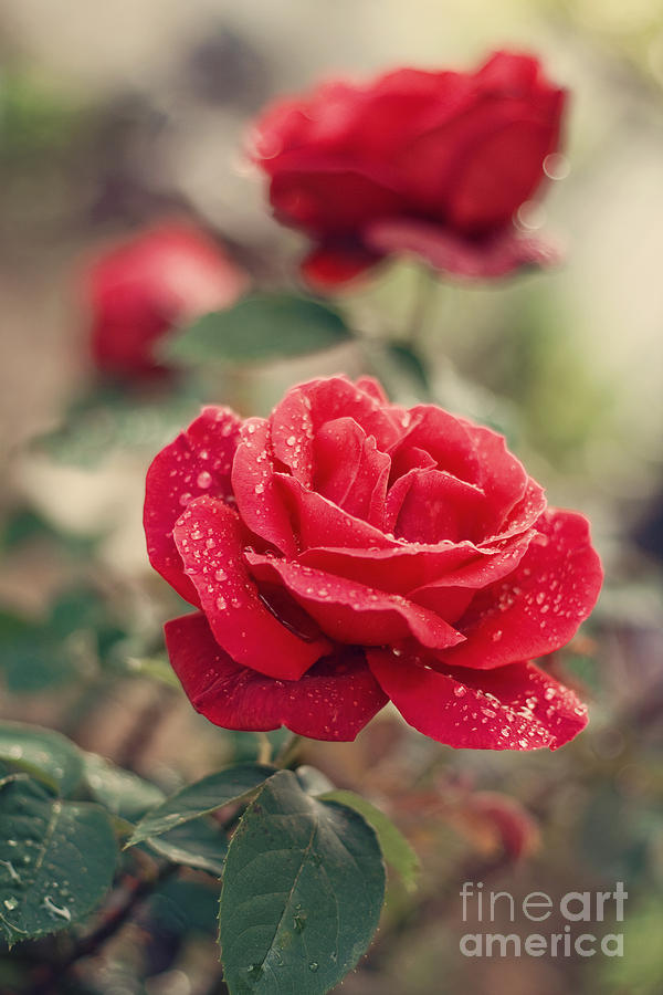 Rose Photograph - Red Rose after rain by Diana Kraleva