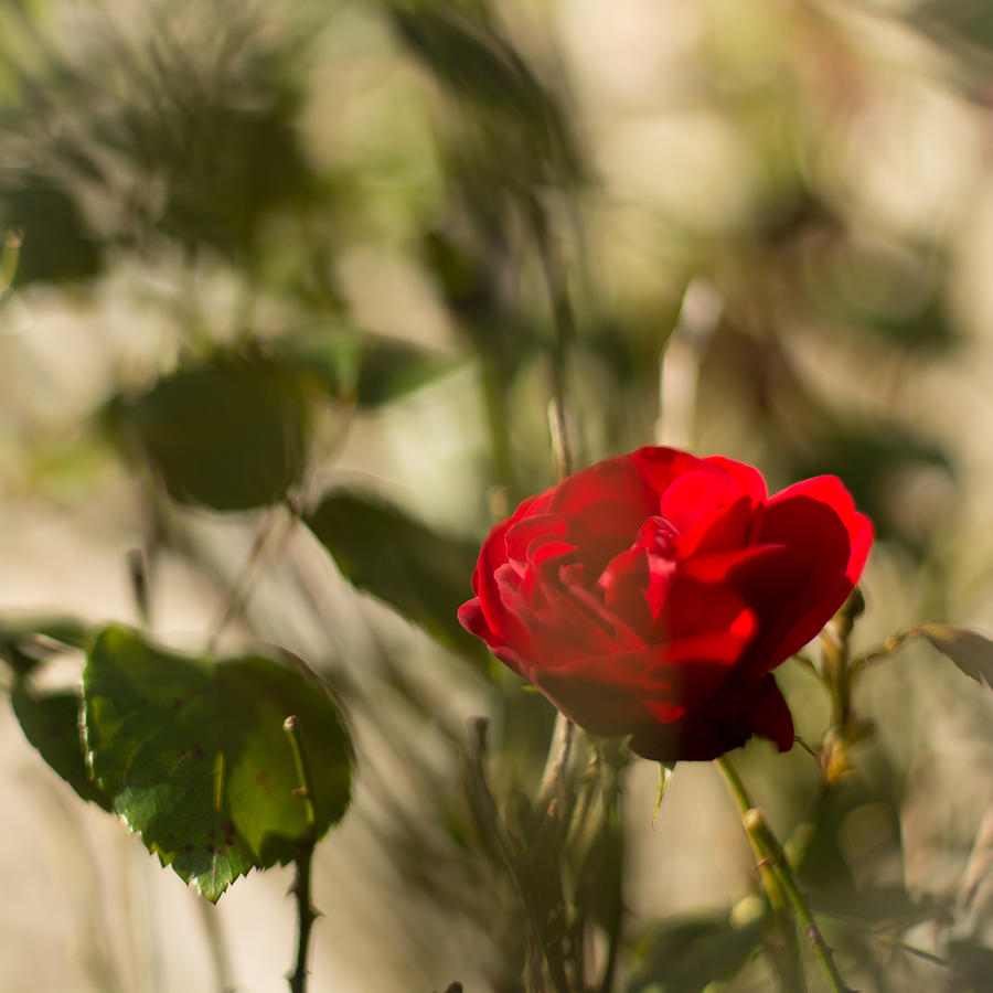 Red rose against the wall Photograph by Izzy Standbridge - Fine Art America