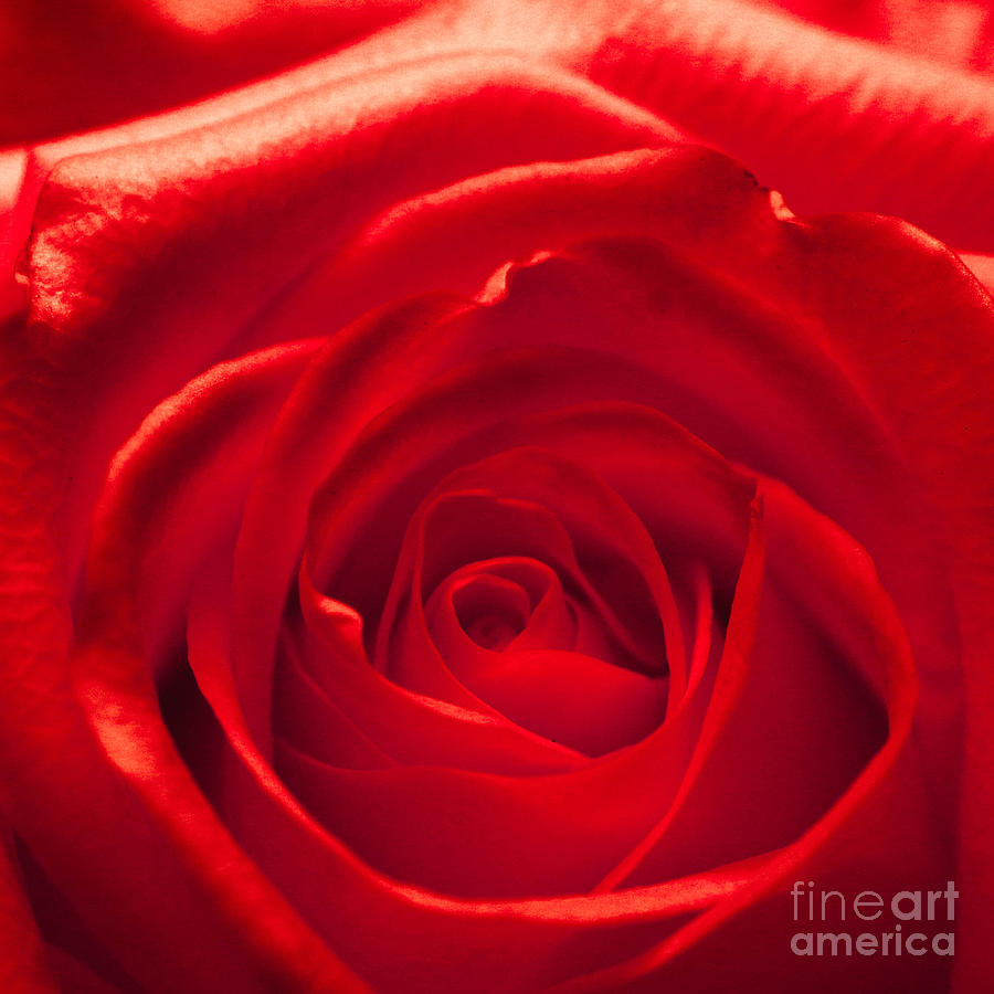Red rose Photograph by Amanda Mohler