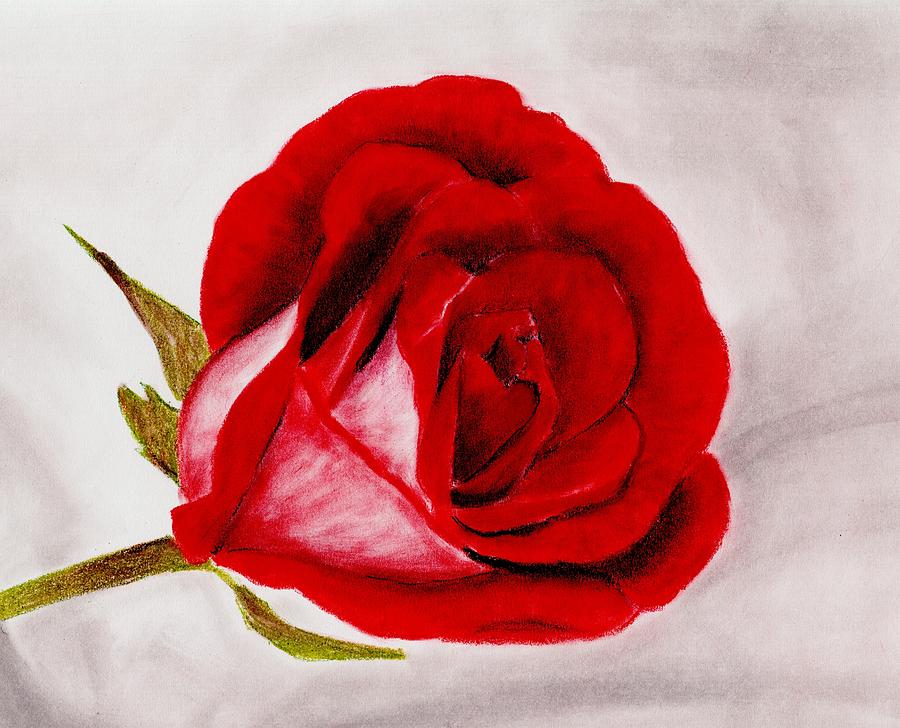 Red Rose Drawing by Anastasiya Malakhova