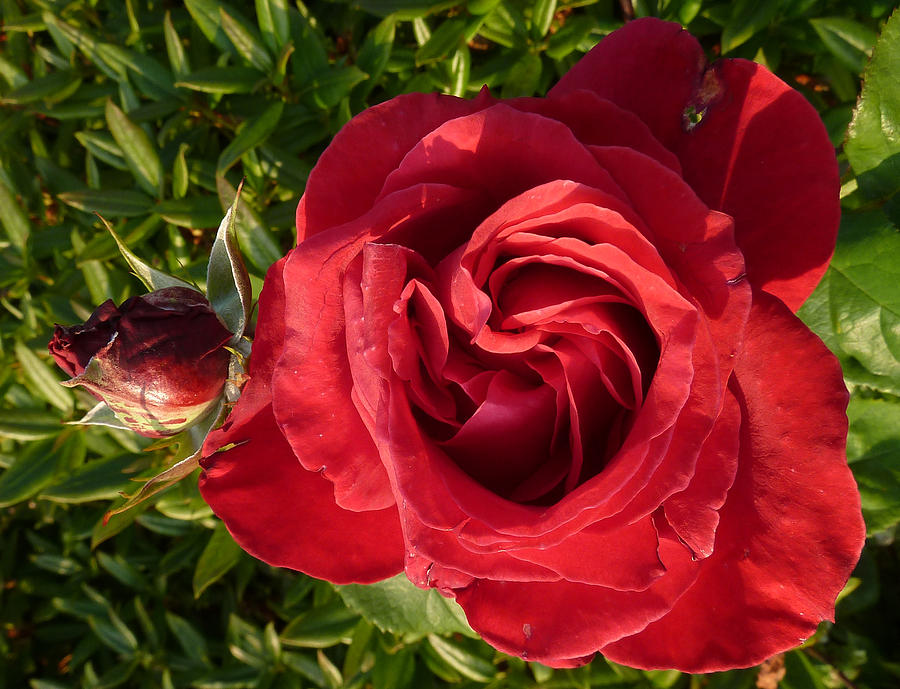 Red Rose And Bud Photograph by Baato Red Rose And Bud Photograph by Baato