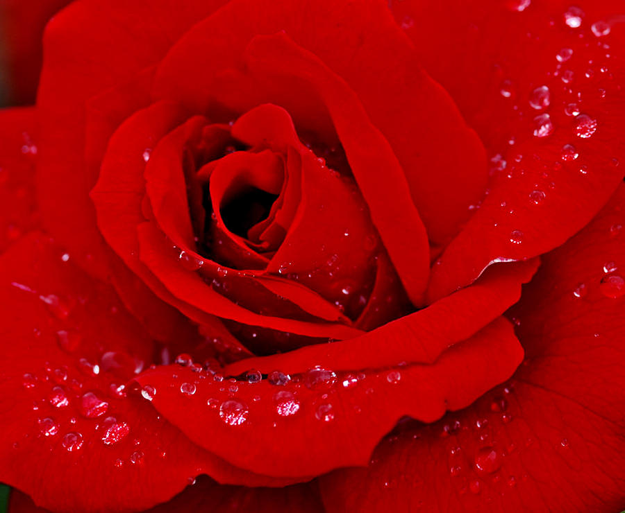 Red Rose and Drops Photograph by Gina Dsgn