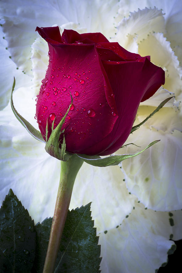 Rose Photograph - Red rose and kale flower by Garry Gay