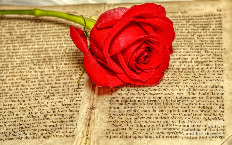 Red Rose and Old Book Still Life Two Photograph by Randy Steele