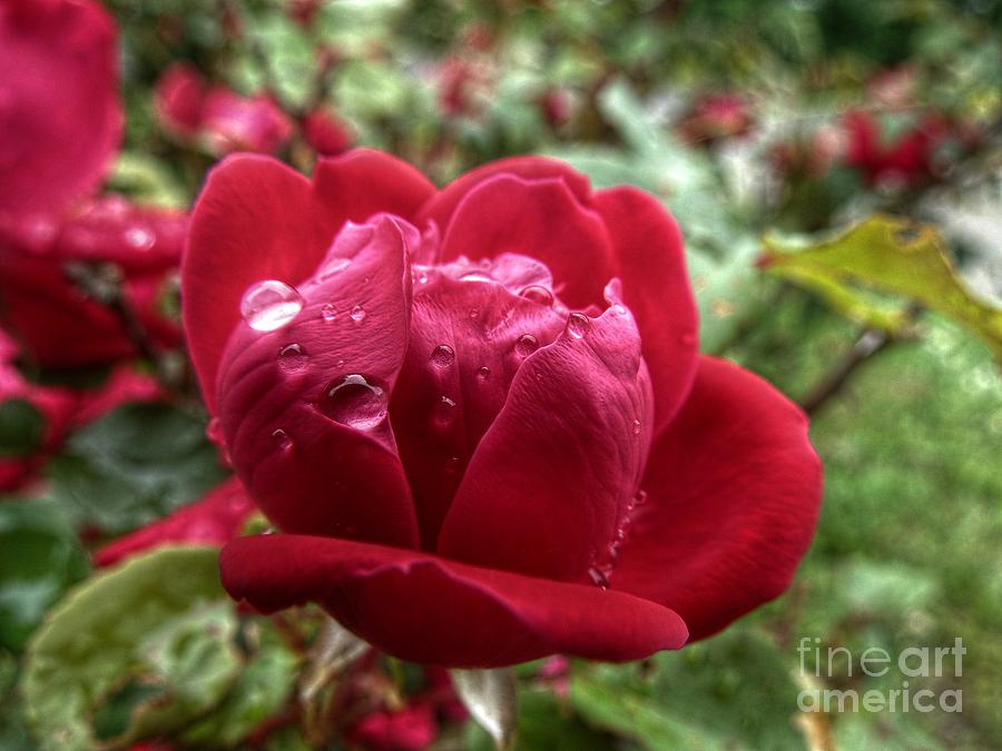 Red Rose And Rain Photograph