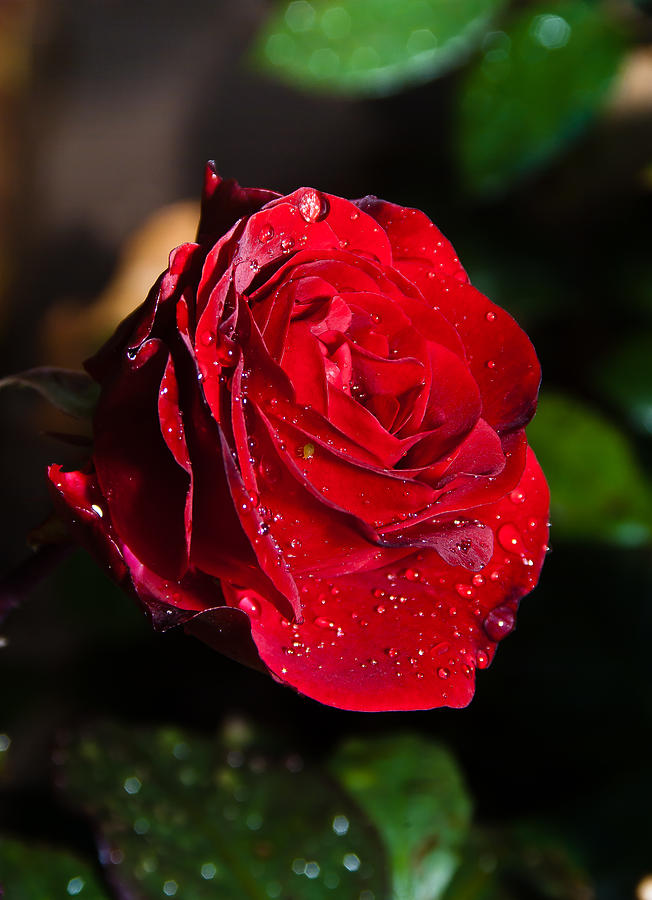 Rose Photograph - Red Rose And Rain Drops by Carlos V Bidart