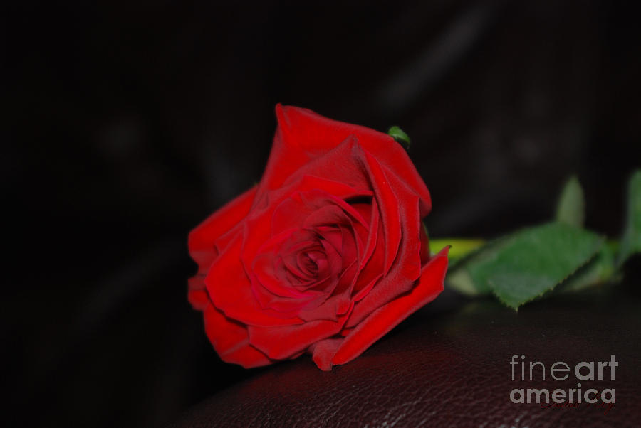 Red Rose and Sweet Moment Photograph by Oksana Semenchenko