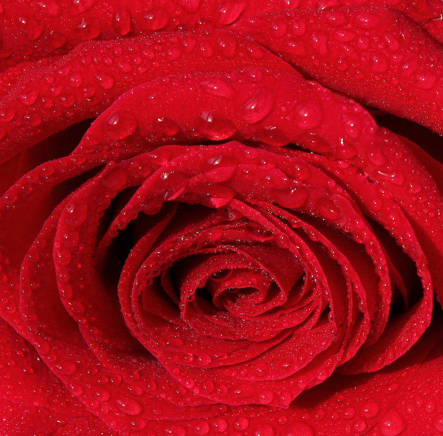 Rose Painting - Red Rose and Water Drops by Georgeta  Blanaru
