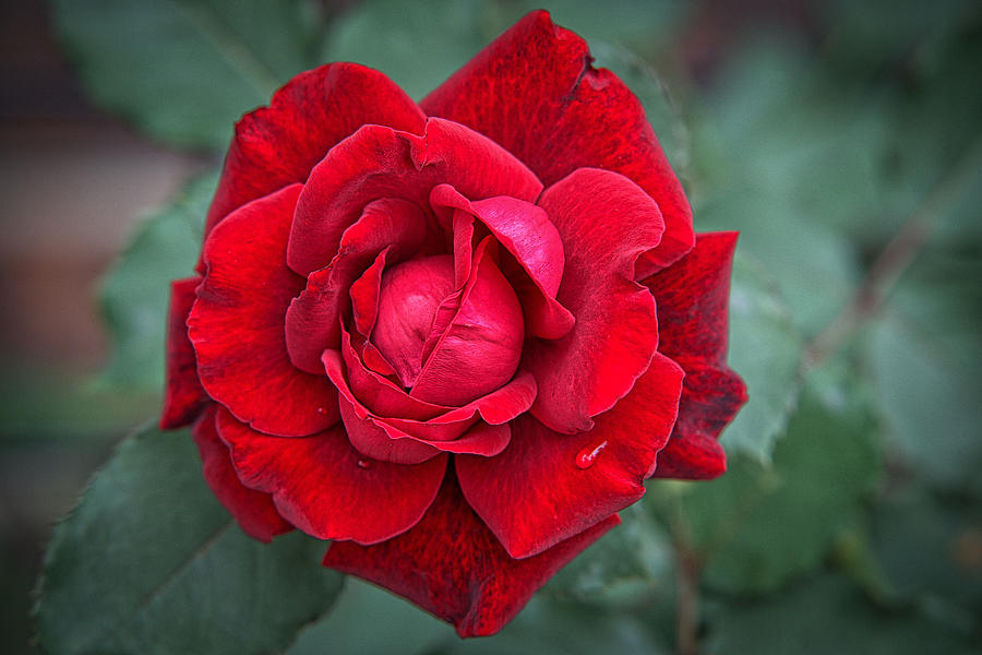 Red Rose Photograph by Prince Andre Faubert