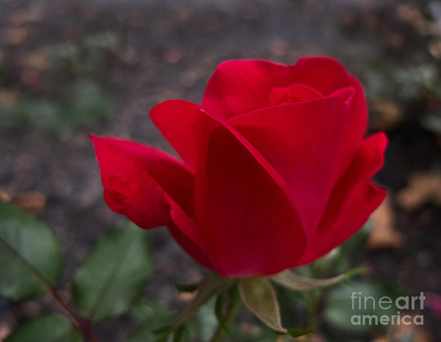Red Rose Photograph by Arlene Carmel