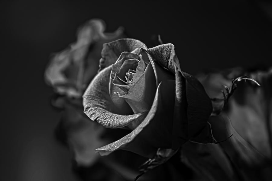 Red Rose Black and White Photograph by Steve Raley - Fine Art America