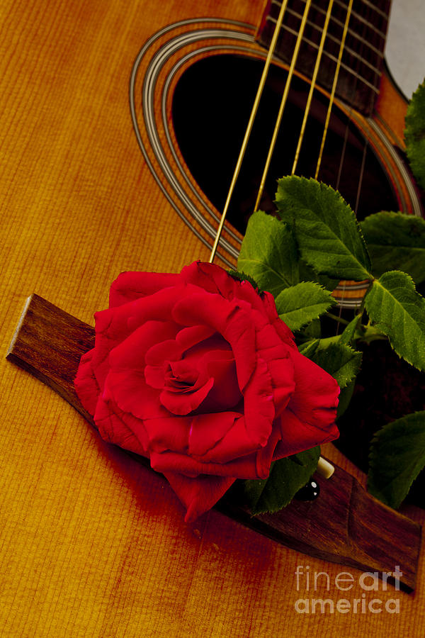 Red Rose Bloom flower on Guitar in Color 3262.02 Photograph by M K Miller