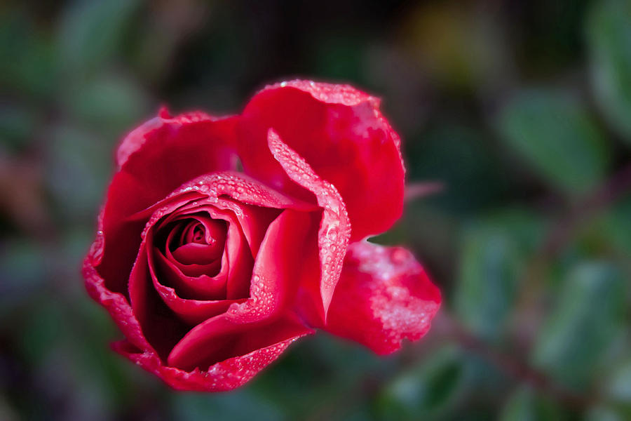 Red Rose blooming Photograph by Vanessa Thomas