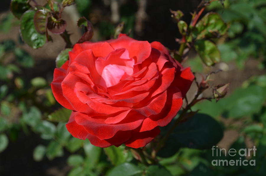 Rose Photograph - Red Rose Blossom by DejaVu Designs