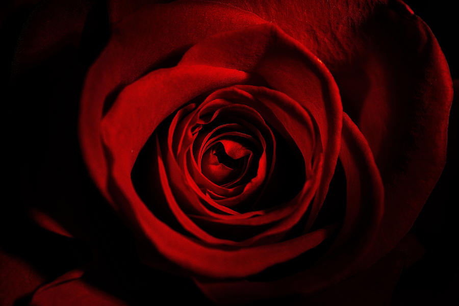 Valentines Day Photograph - Red Rose blossom by Sindy Stohler