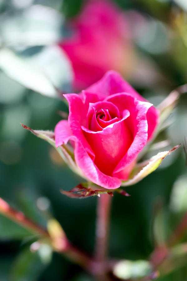 Opening Pink Rose Bud Photograph by Cynthia Woods - Fine Art America