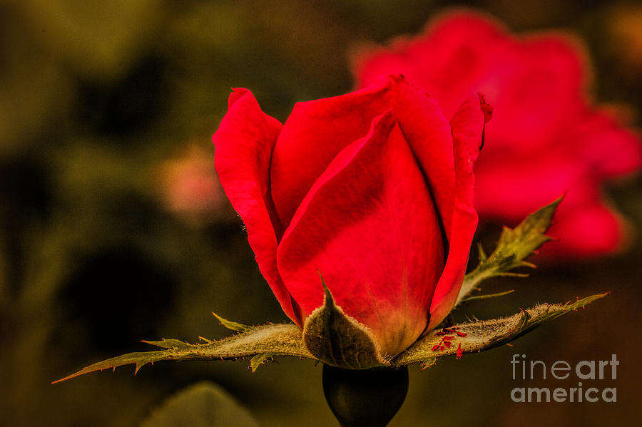 Red Rose Bud Photograph by Dave Bosse