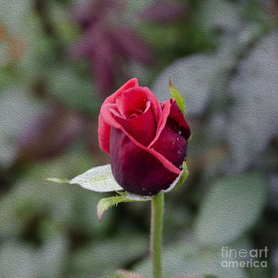 Red Rose Bud Digital Art by Pravine Chester