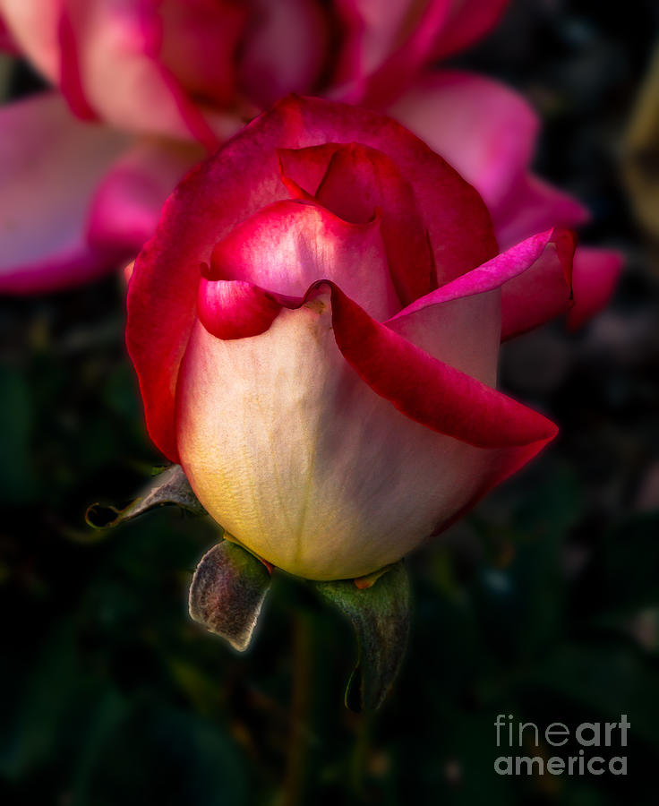 Red Rose Bud Photograph by Robert Bales