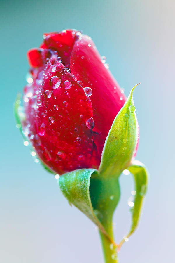Red Rose Bud Photograph by Steve Stephenson