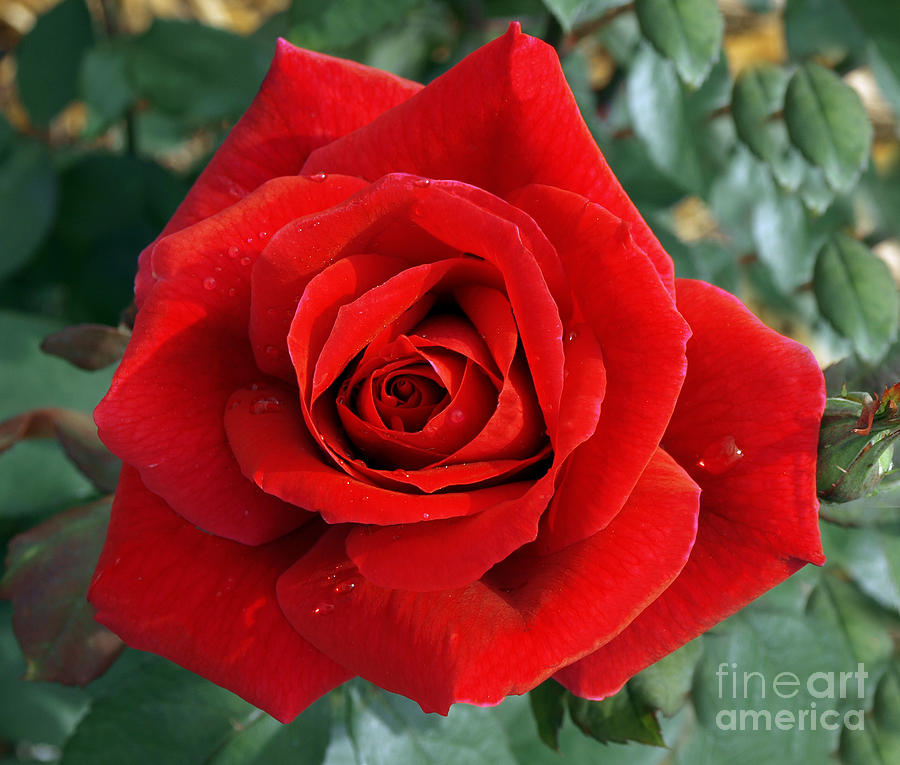 Nature Photograph - Red Rose by Candy Frangella