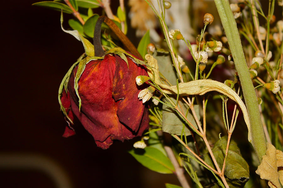 Rose Photograph - Red Rose by Carol Tsiatsios