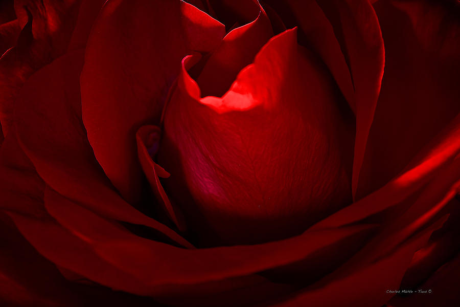 Red Rose Photograph by Charles Muhle