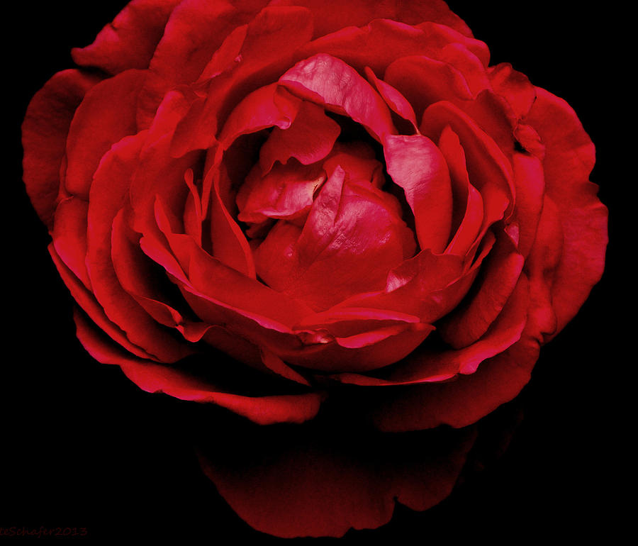 Red Rose Photograph by Charlotte Schafer