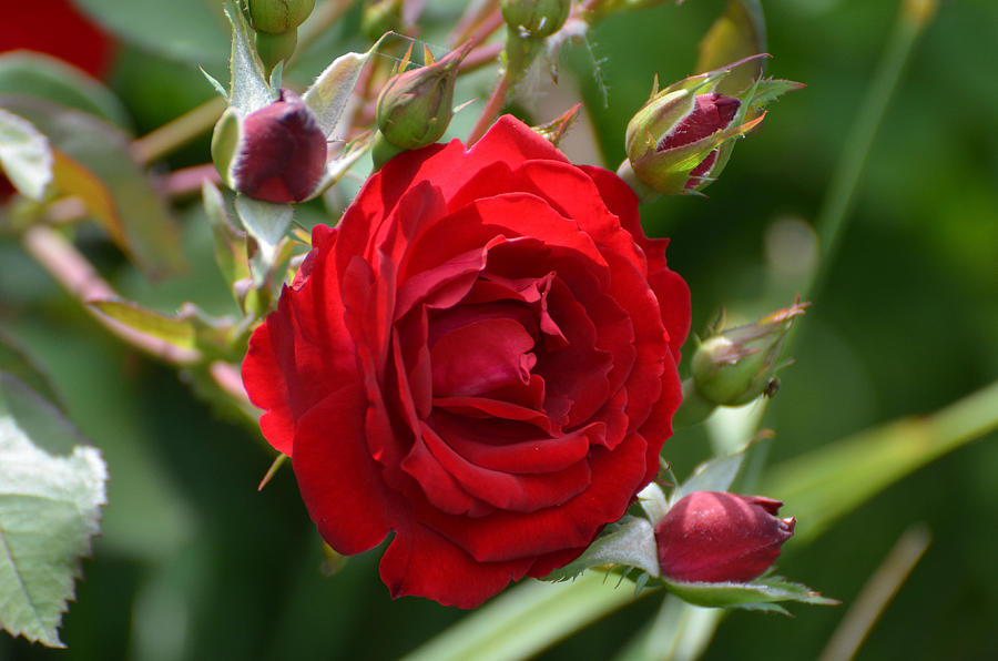 Red Rose Photograph by Chris Tennis - Fine Art America