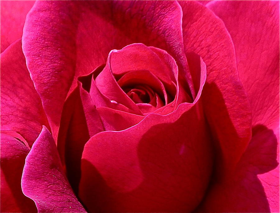 Red Rose Close Up Photograph by Denise Mazzocco
