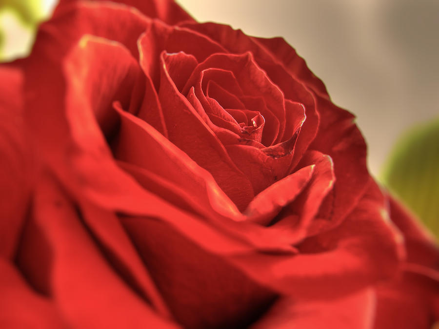 Nature Photograph - Red rose closeup by Vlad Baciu