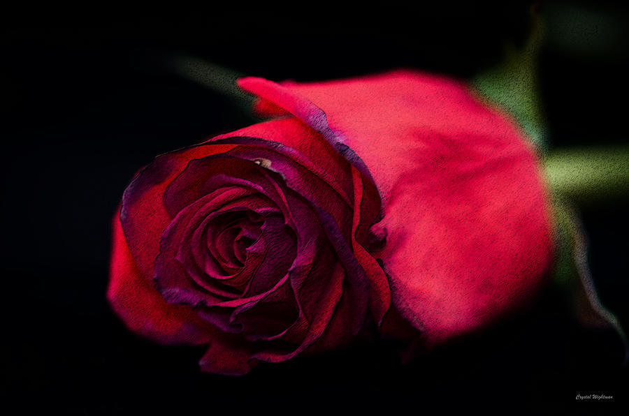 Red Rose Photograph by Crystal Wightman