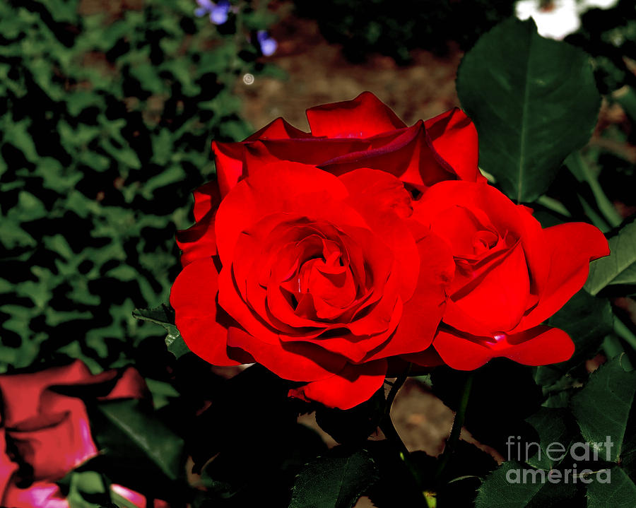 Red Rose Photograph by Dawn Gari