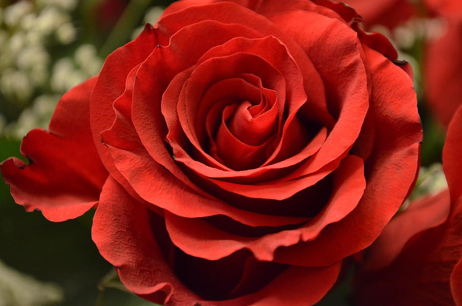 Red Rose Photograph by Deprise Brescia - Fine Art America