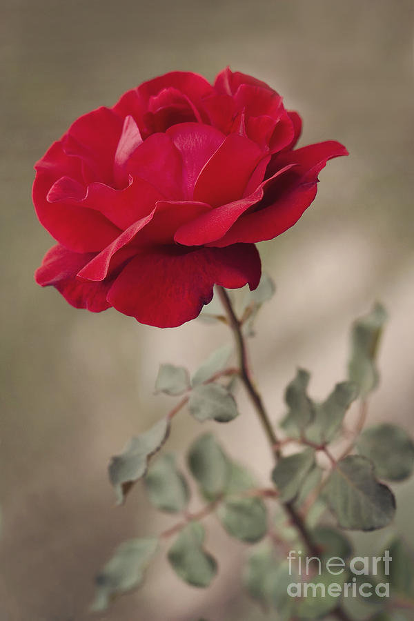 Nature Photograph - Red rose by Diana Kraleva