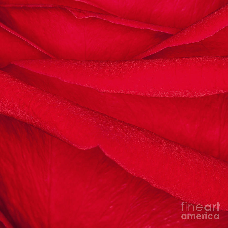 Red Rose Photograph by Diane Macdonald