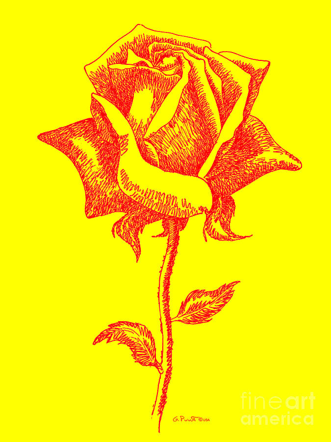 Red Rose Drawings 5 Digital Art by Gordon Punt