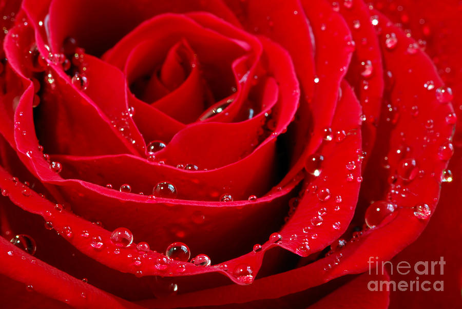 Flower Photograph - Red rose by Elena Elisseeva