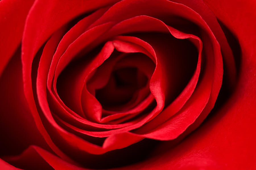 Red rose  Photograph by Fabrizio Troiani