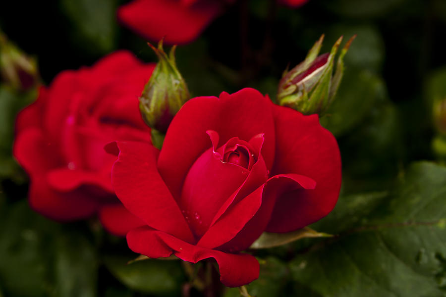 Red Rose family 2 Photograph by Dennis Coates - Fine Art America